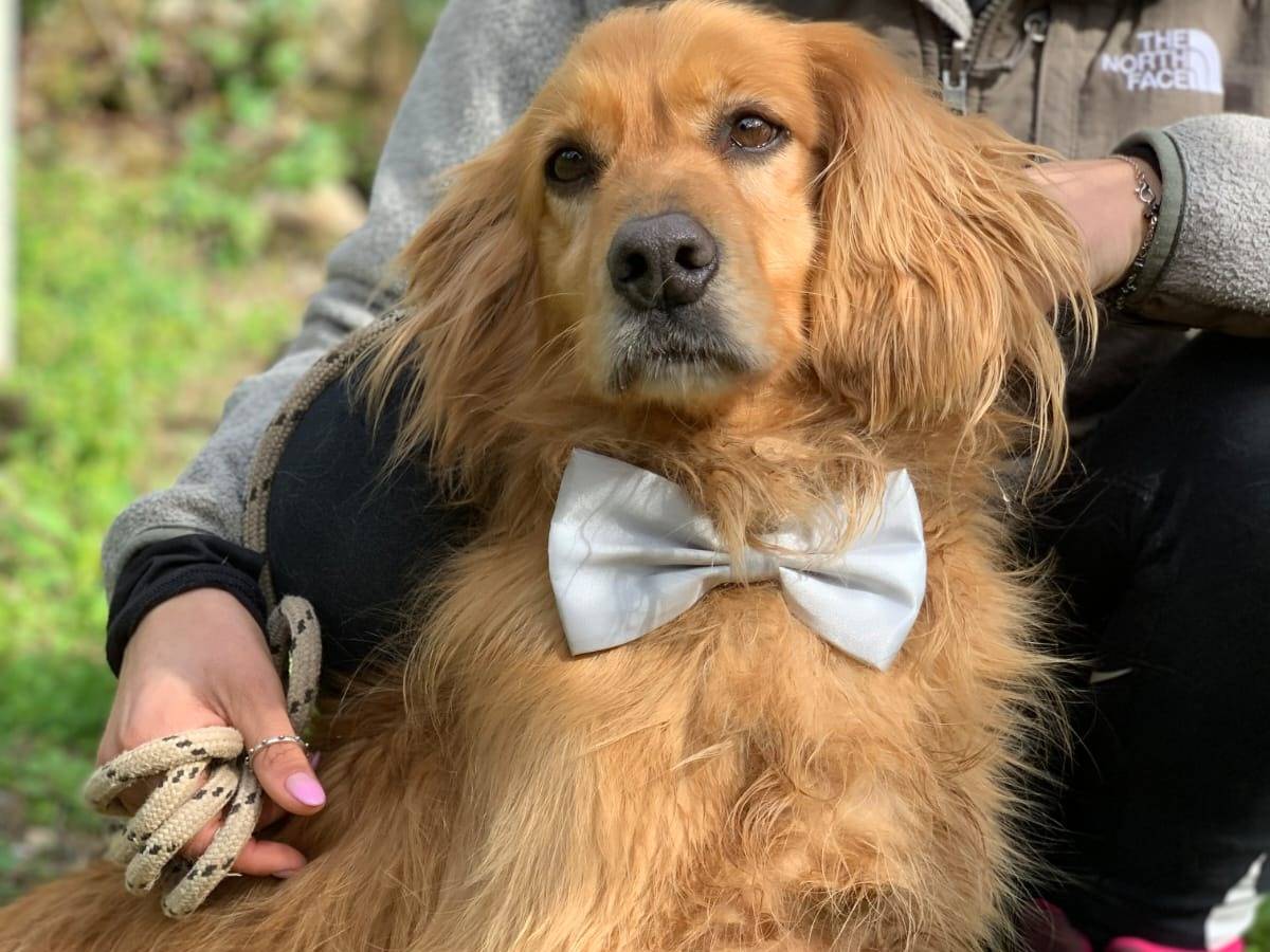 Adozione cane, maschio, Razza sconosciuta Razza sconosciuta, 5 anni e 1 mese, taglia media contenuta, Latina