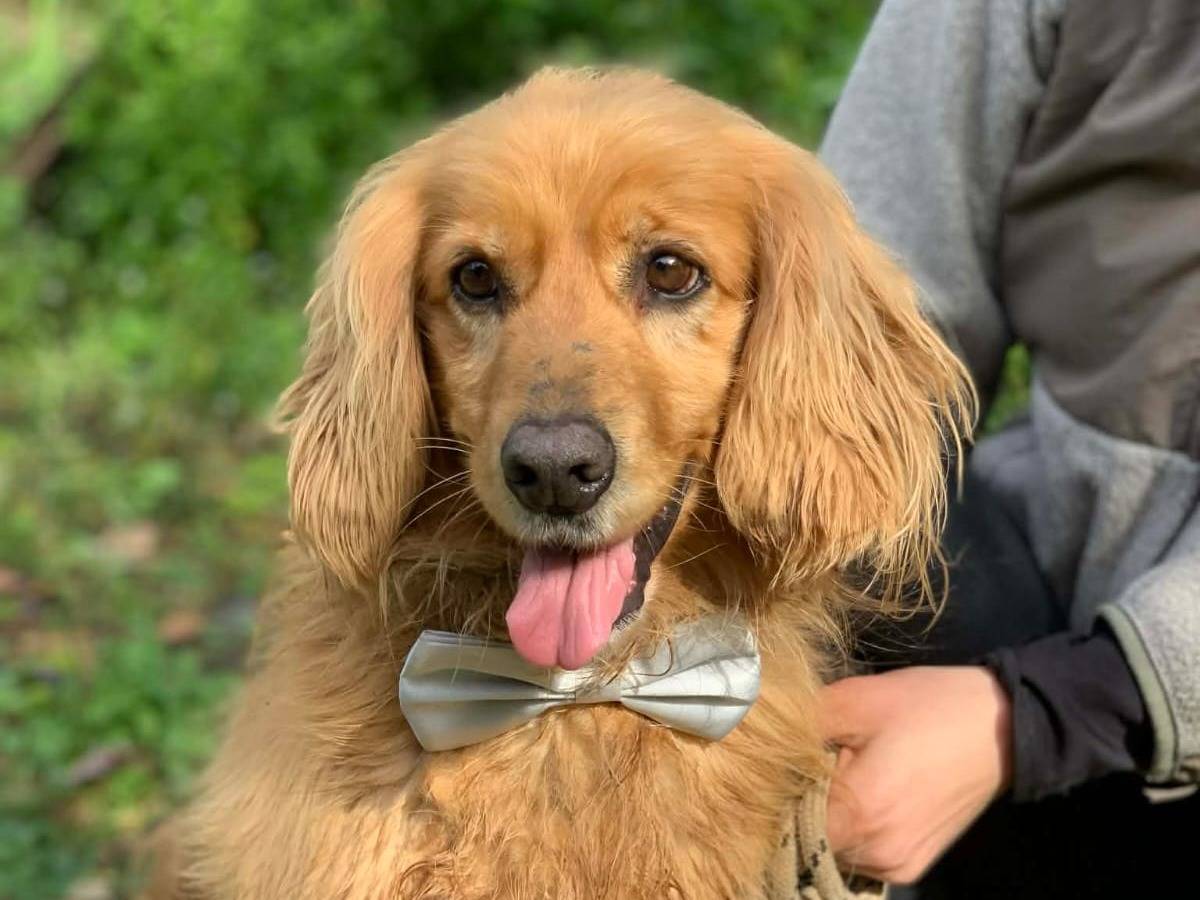 Adotta un cane, maschio, 5 anni e 1 mese, Latina