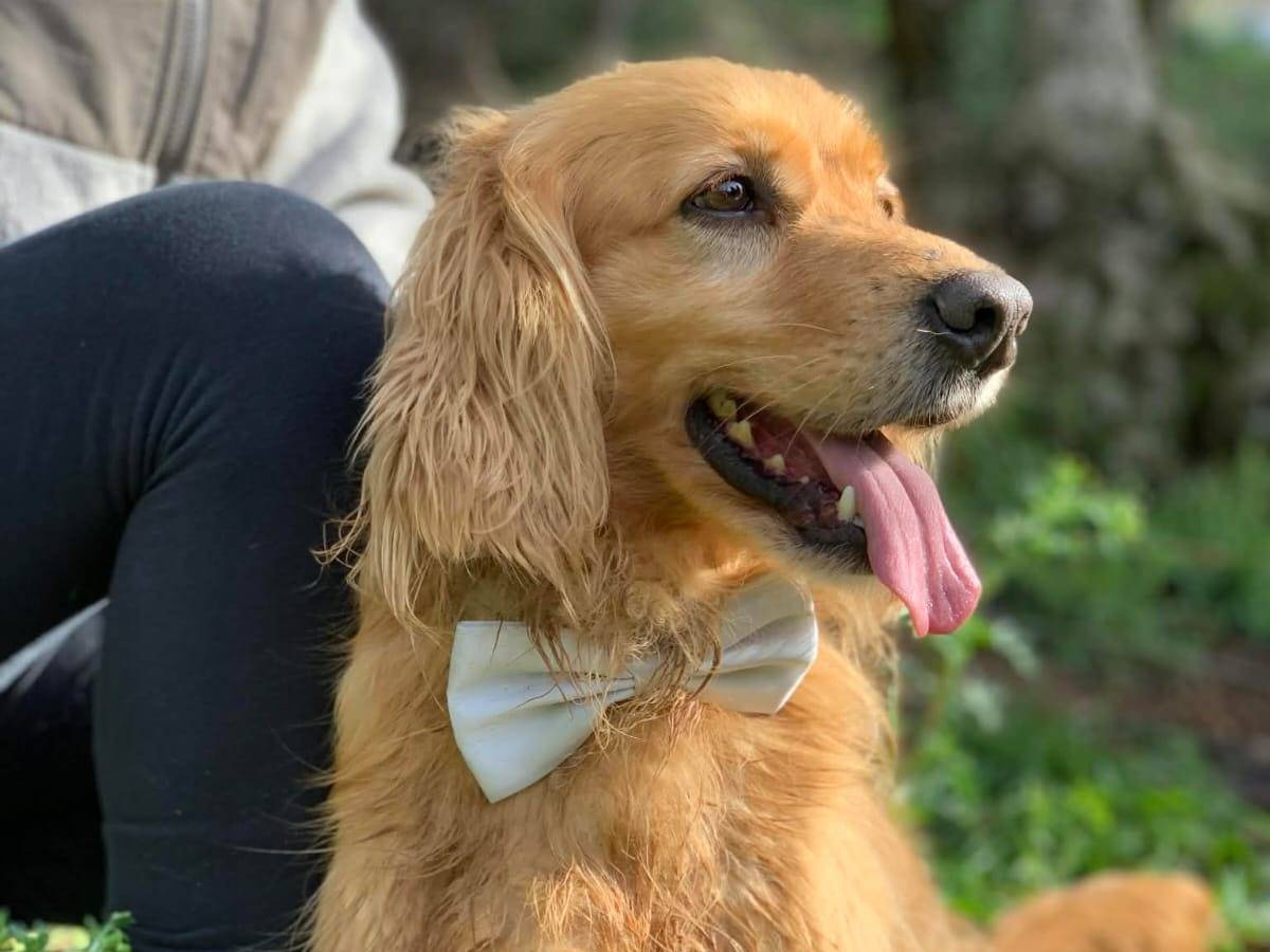 Vuoi adottare un cane a Latina?