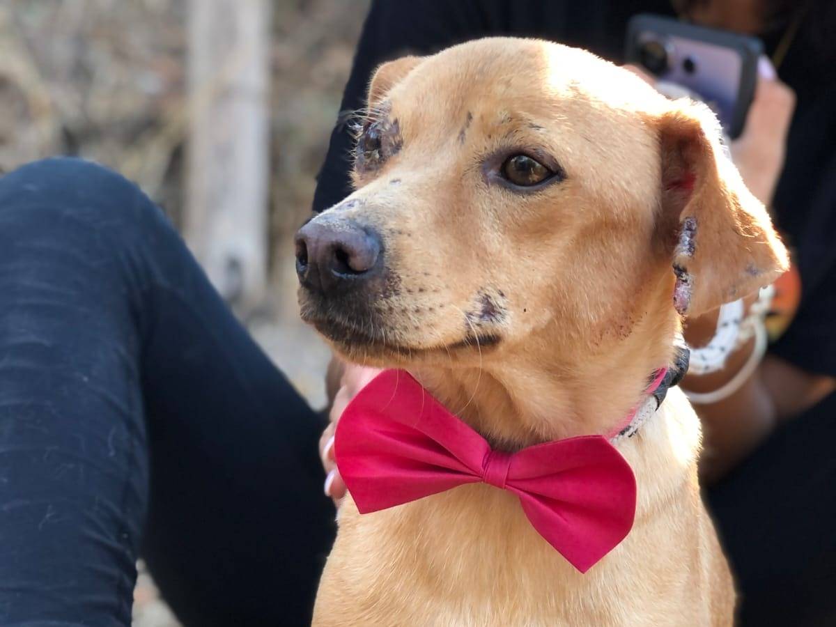 Adotta un cane, taglia piccola, femmina, Latina