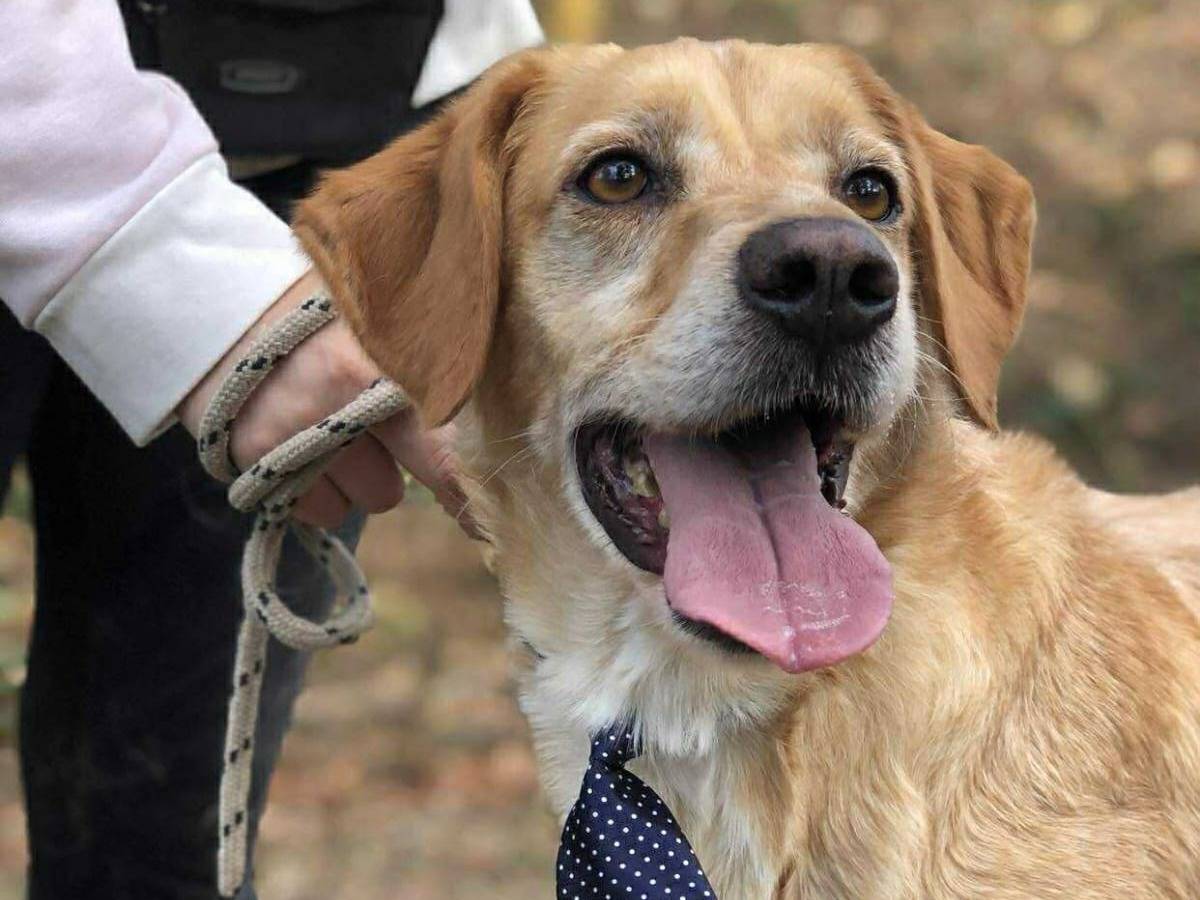 Adozione cane, maschio, Razza sconosciuta Razza sconosciuta, 7 anni e 2 mesi, taglia media, Latina