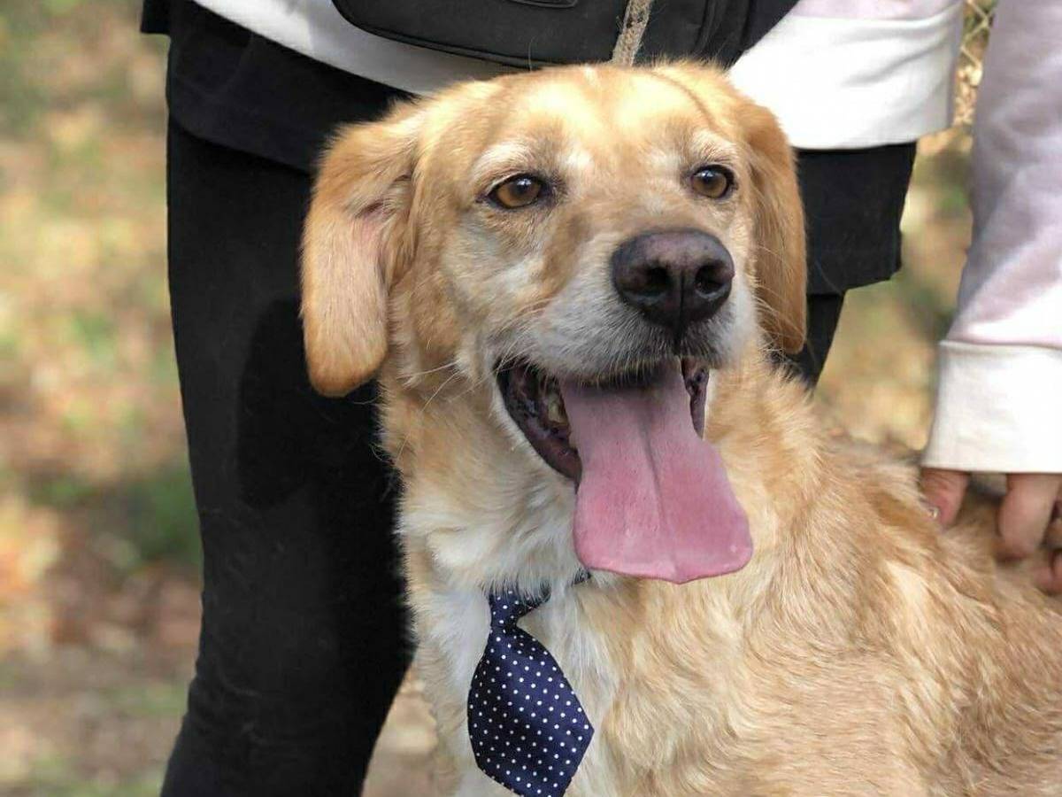 Adotta il cane Filippo a Latina