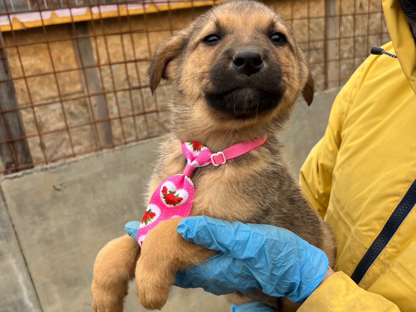 Adotta il cane Echo a Viterbo