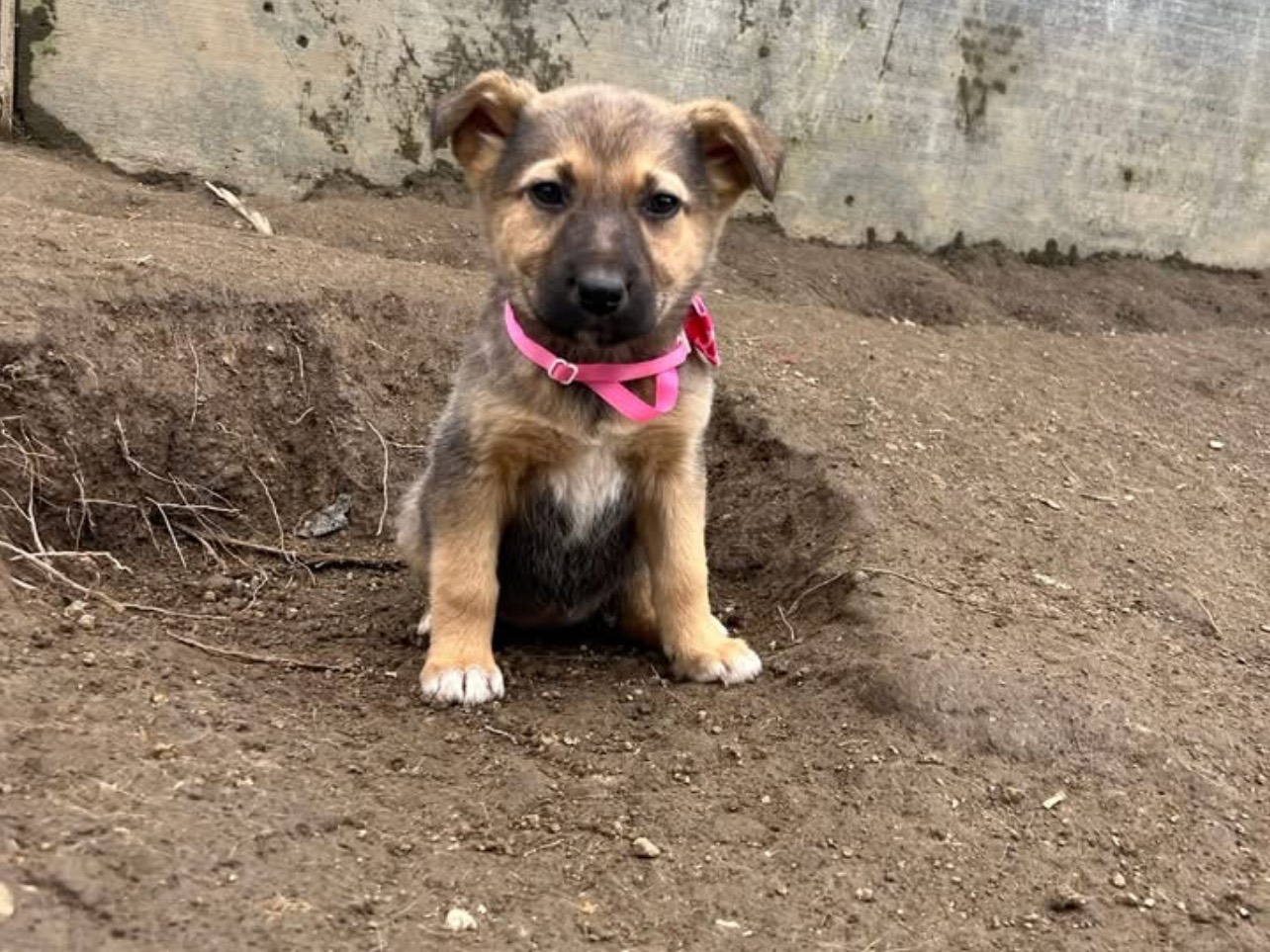 Vuoi adottare un cane a Viterbo?