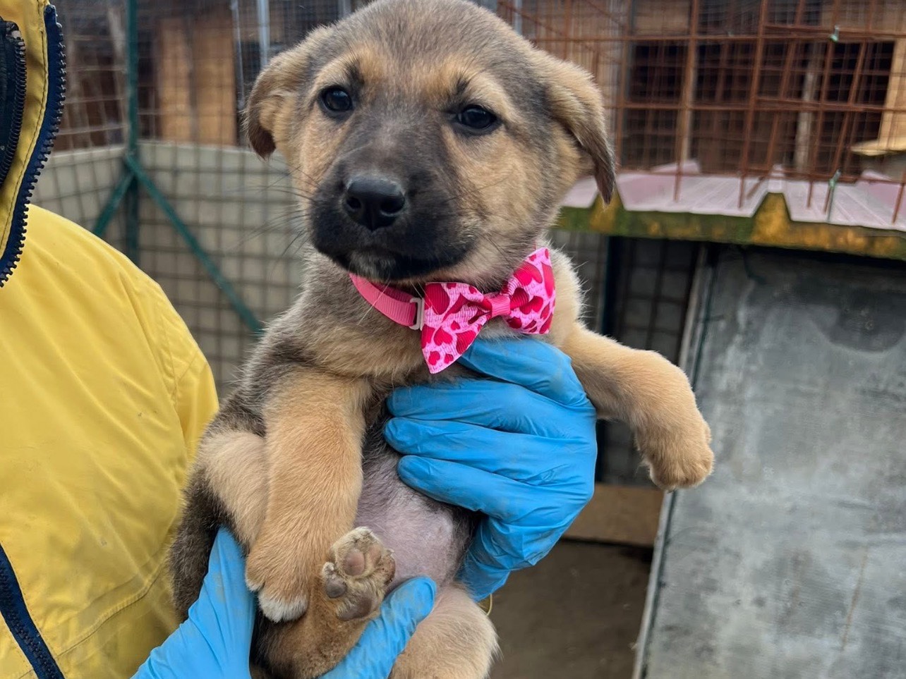 Adotta il cane Ivy a Viterbo