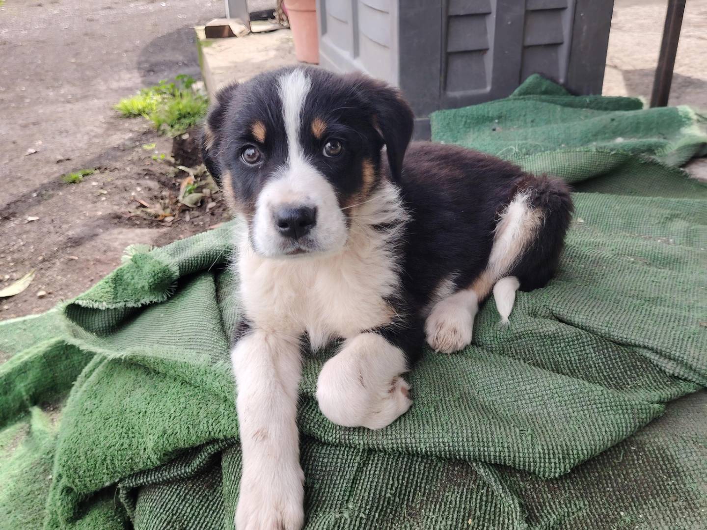 Vuoi adottare un cane a Napoli?