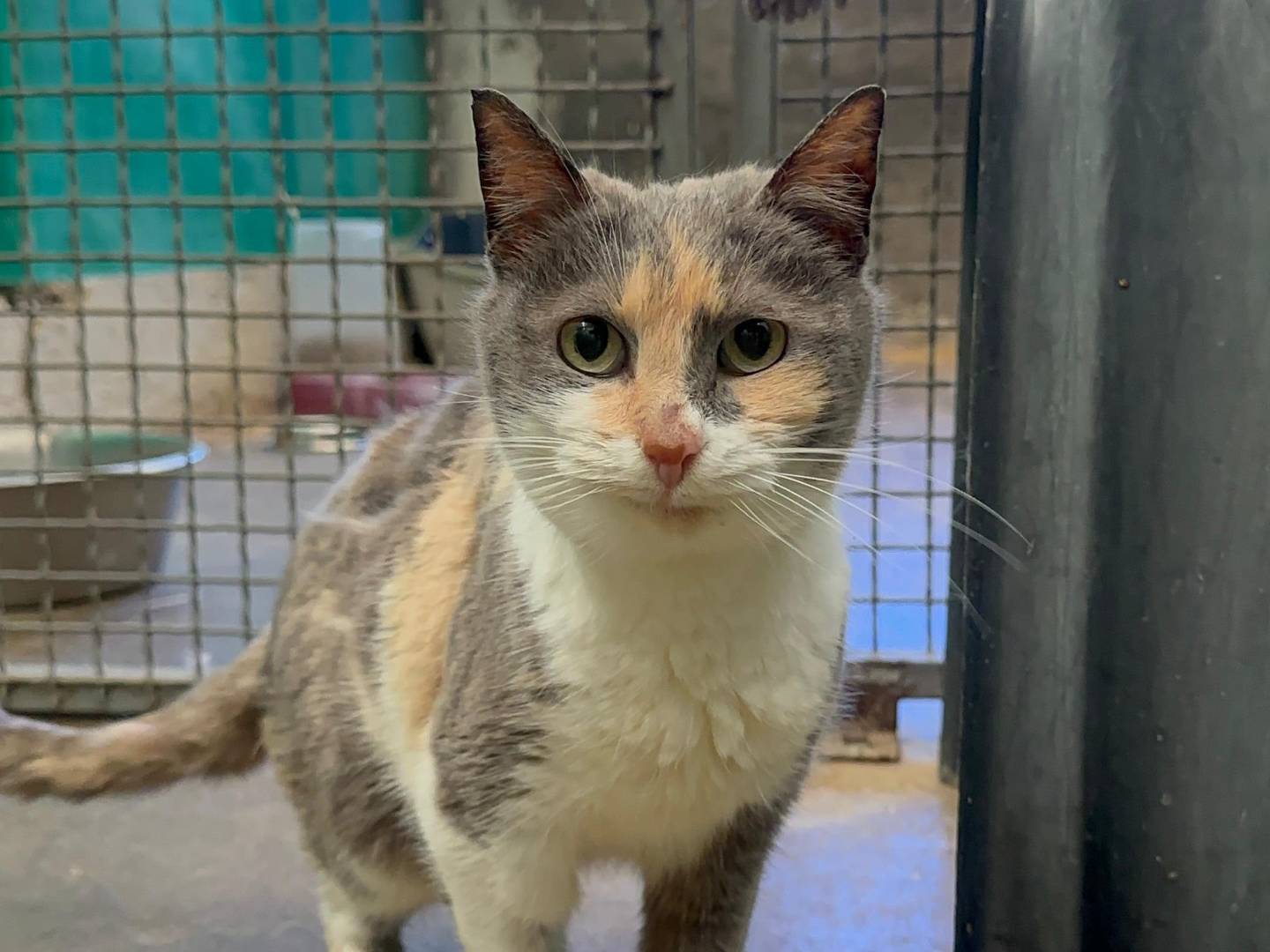 Adozione gatto, femmina, Razza sconosciuta Razza sconosciuta, 6 anni, taglia non valida, Roma