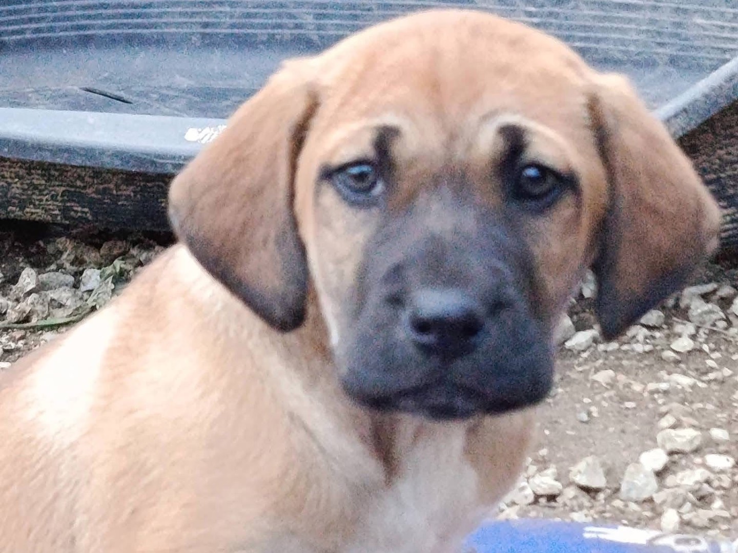 Adozione cane, maschio, Razza sconosciuta Razza sconosciuta, 1 mesi, taglia media, Avellino