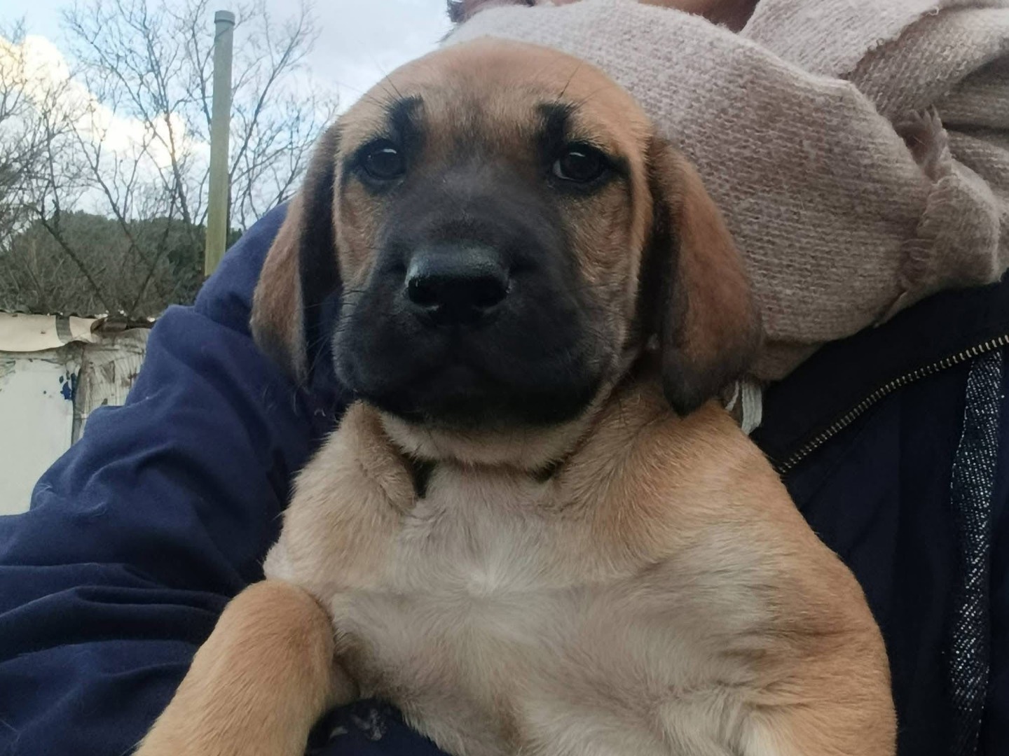 Adotta un cane, maschio, 1 mesi, Avellino