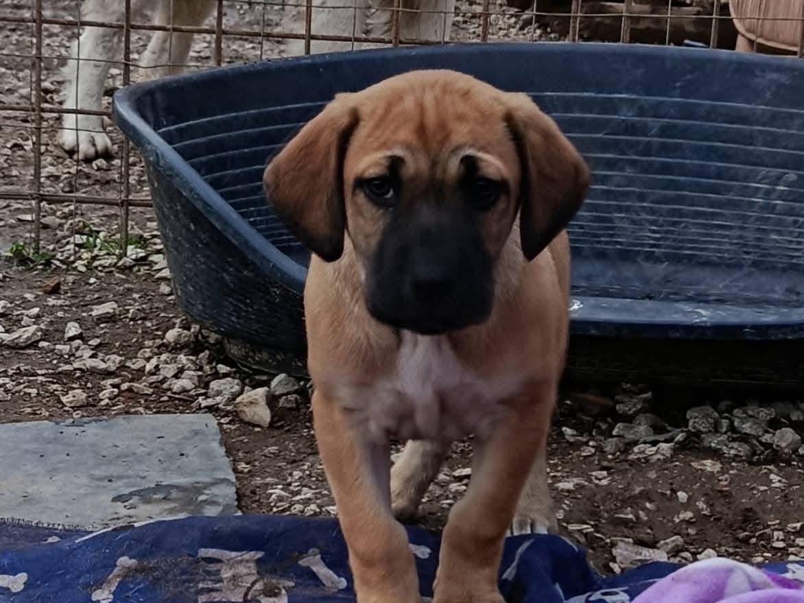 Adotta un cane, taglia media, maschio, Avellino