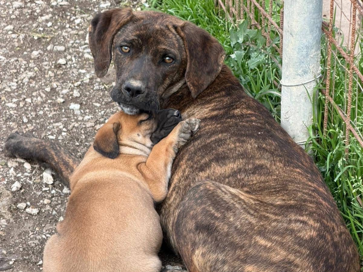 Vuoi adottare un cane a Avellino?