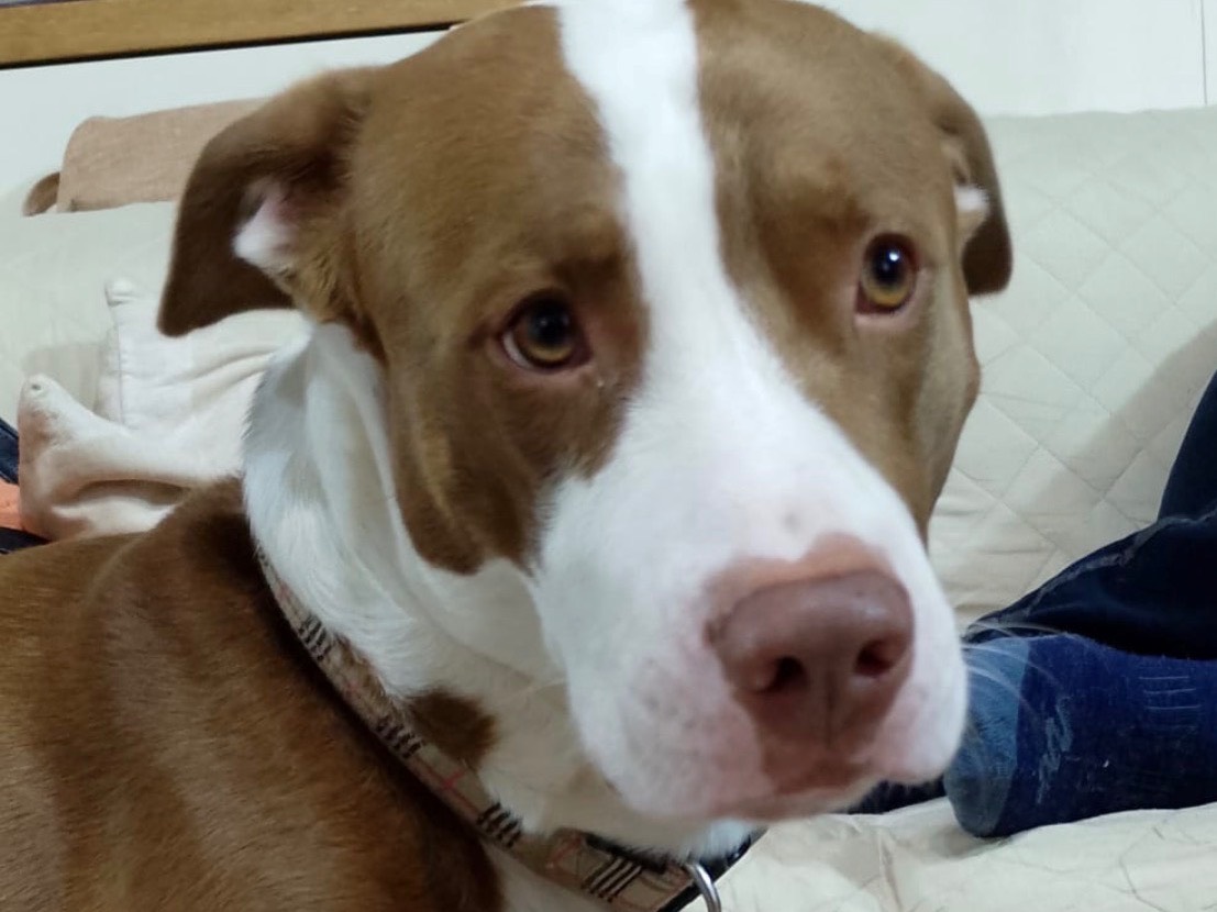 Adotta un cane, taglia media, maschio, Siracusa