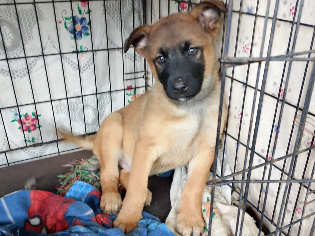 Vuoi adottare un cane a Palermo?