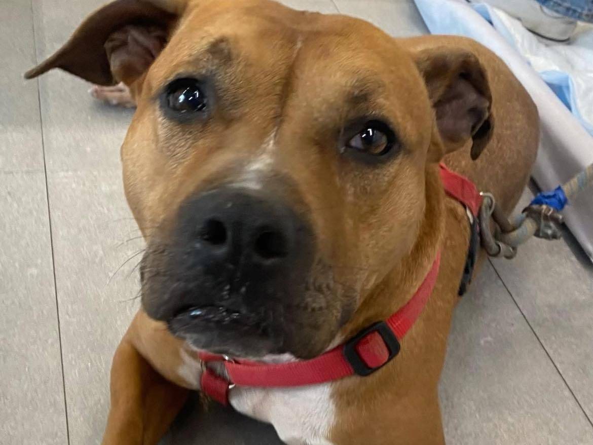 Adotta un cane, femmina, 10 anni e 7 mesi, Bergamo