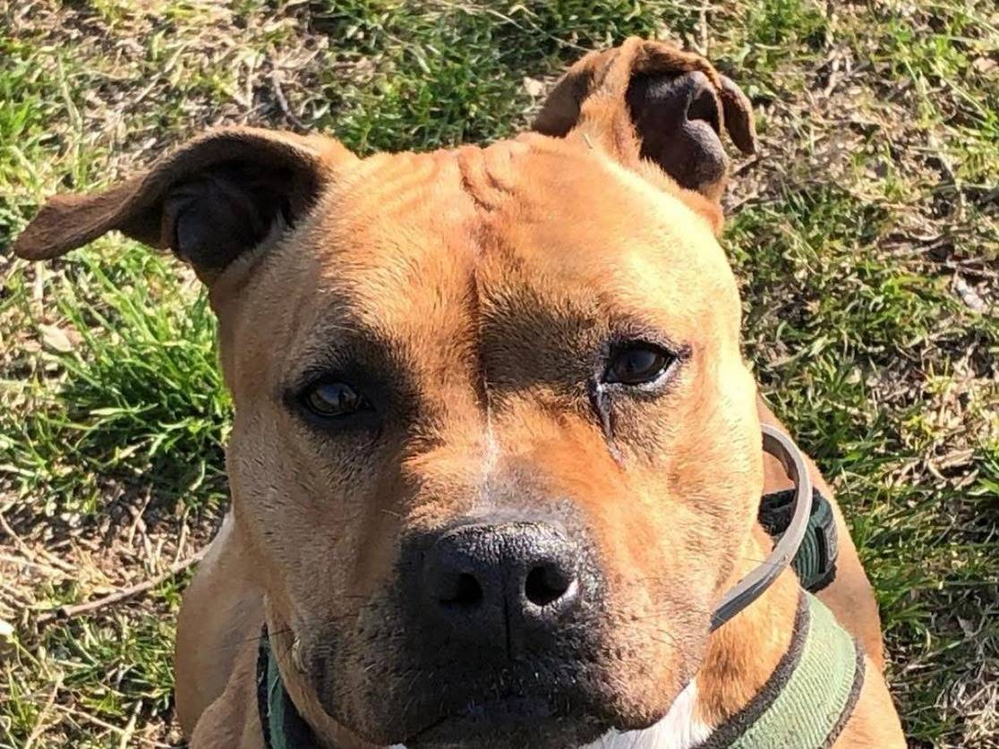 Adotta un cane, taglia media, femmina, Bergamo