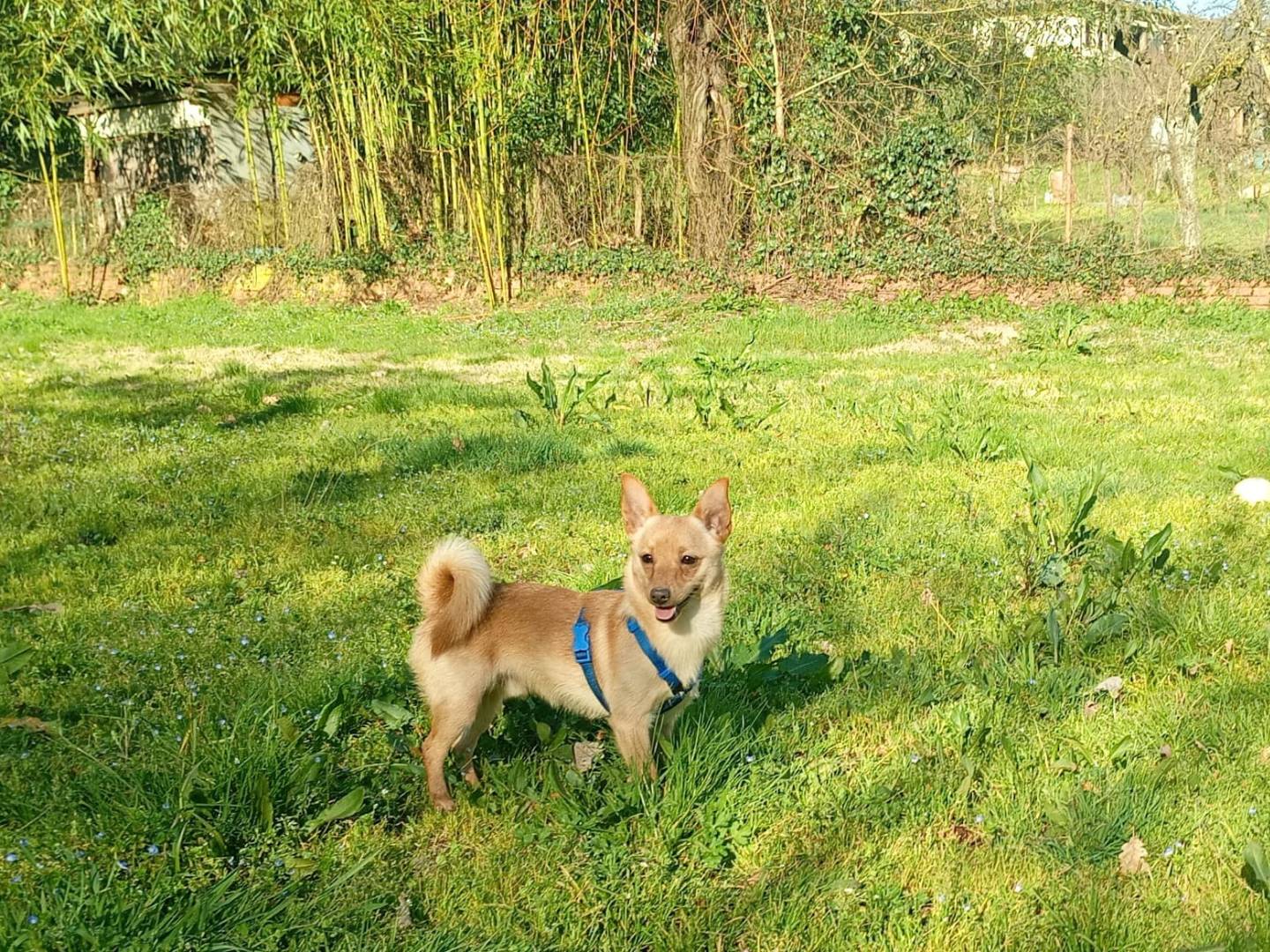 Adozione cane, maschio, Razza sconosciuta Razza sconosciuta, 1 anno e 1 mese, taglia piccola, Firenze