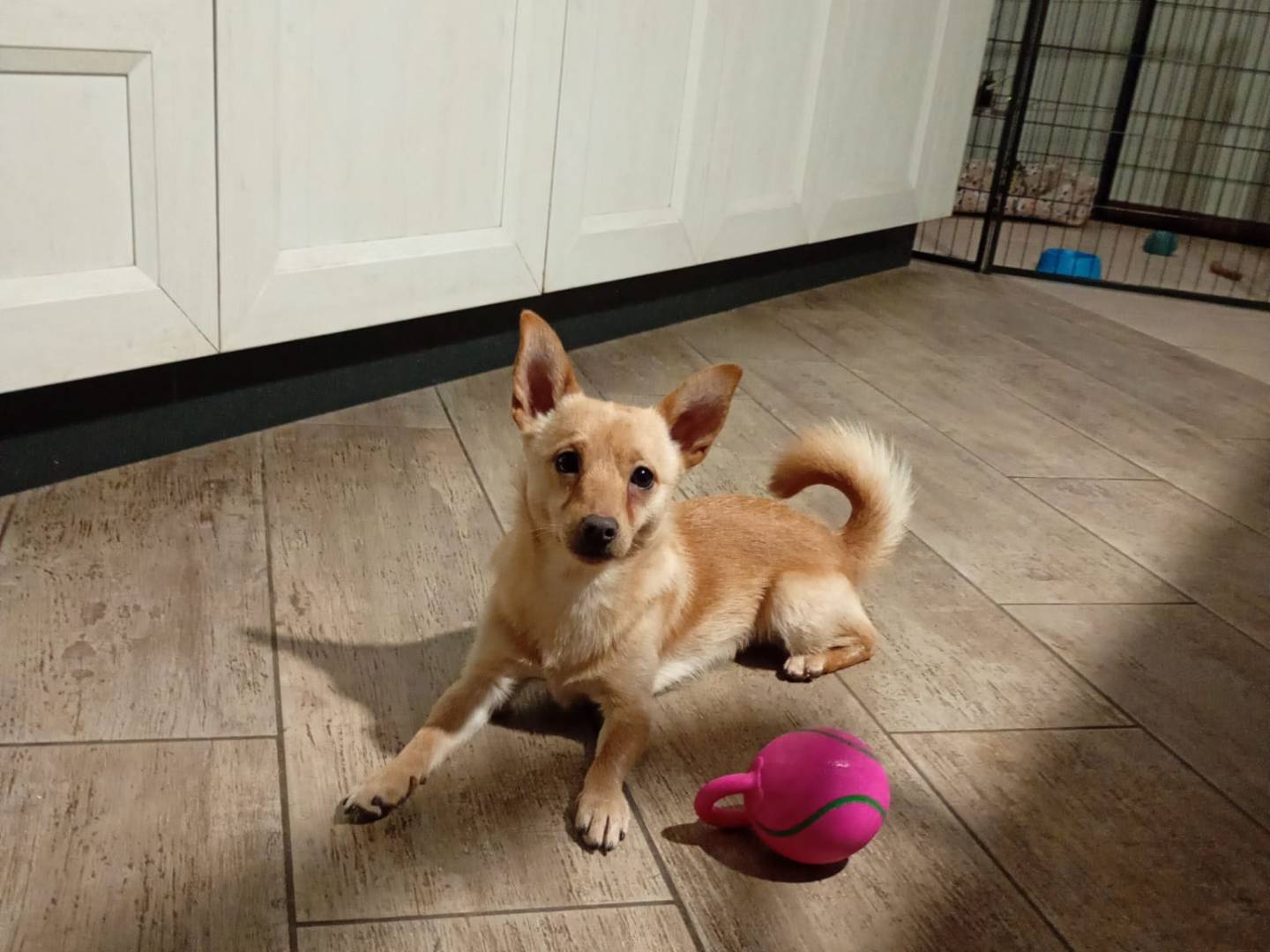 Vuoi adottare un cane a Firenze?