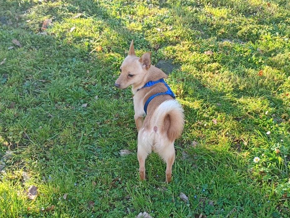 Adotta il cane LAPO a Firenze