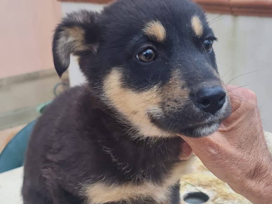 Adozione cane, femmina, Razza sconosciuta Razza sconosciuta, 3 mesi, taglia media, Vibo