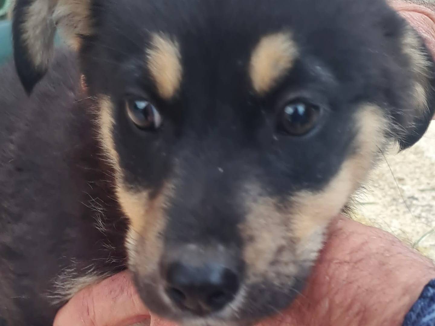 Adotta un cane, femmina, 3 mesi, Vibo