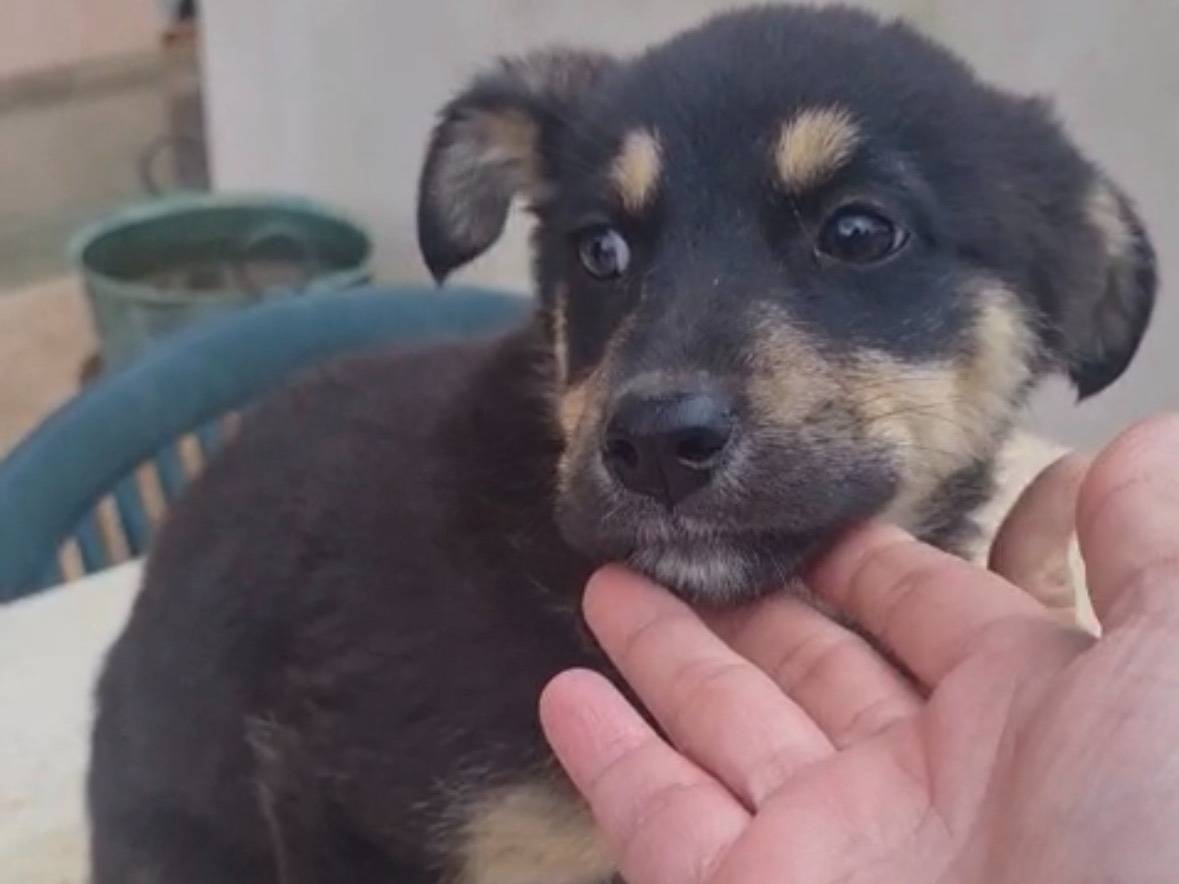 Adotta un cane, taglia media, femmina, Vibo