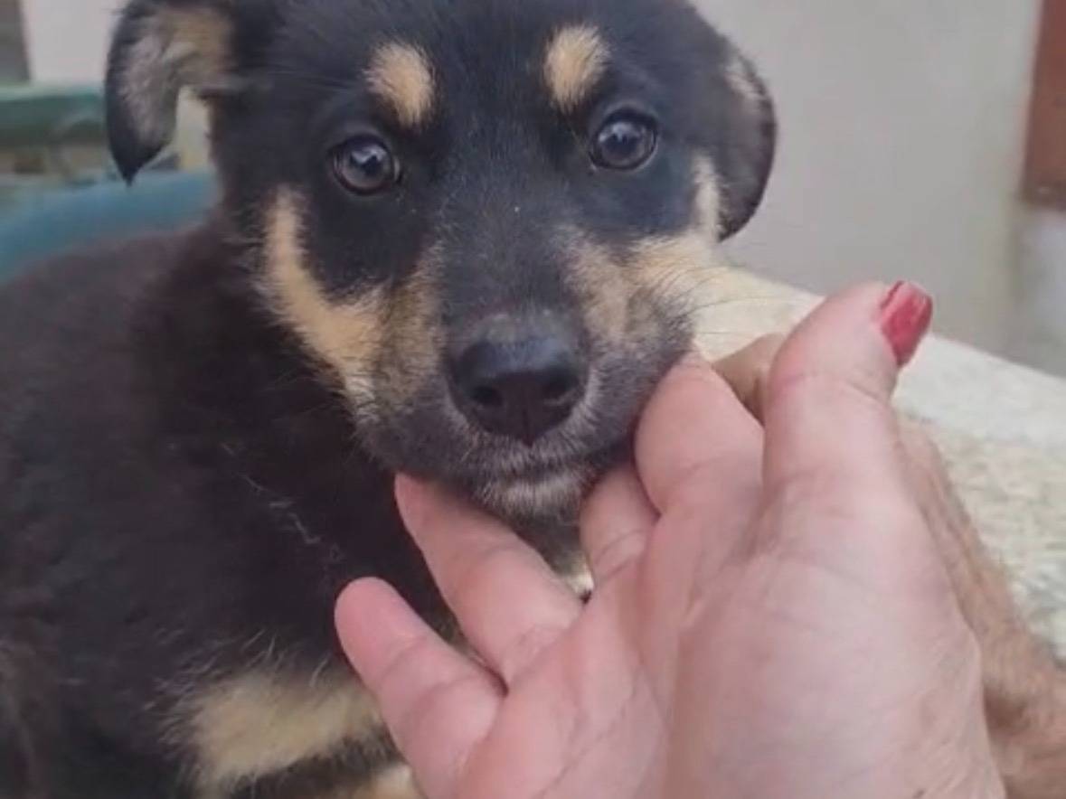 Vuoi adottare un cane a Vibo?