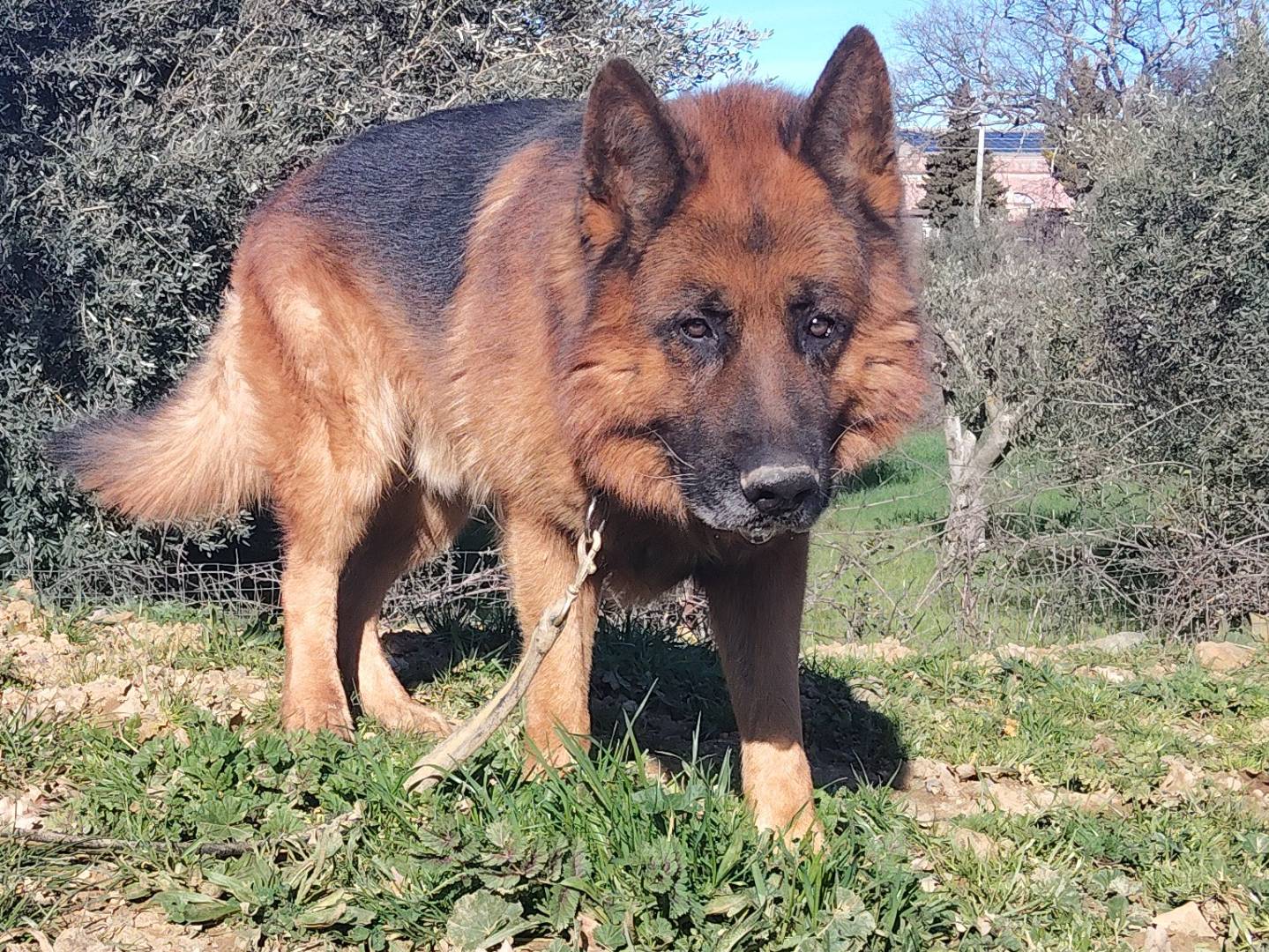 Adotta un cane, taglia gigante, maschio, Bergamo