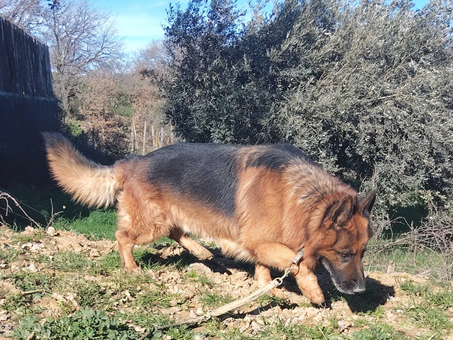 Adotta il cane EROS  a Bergamo