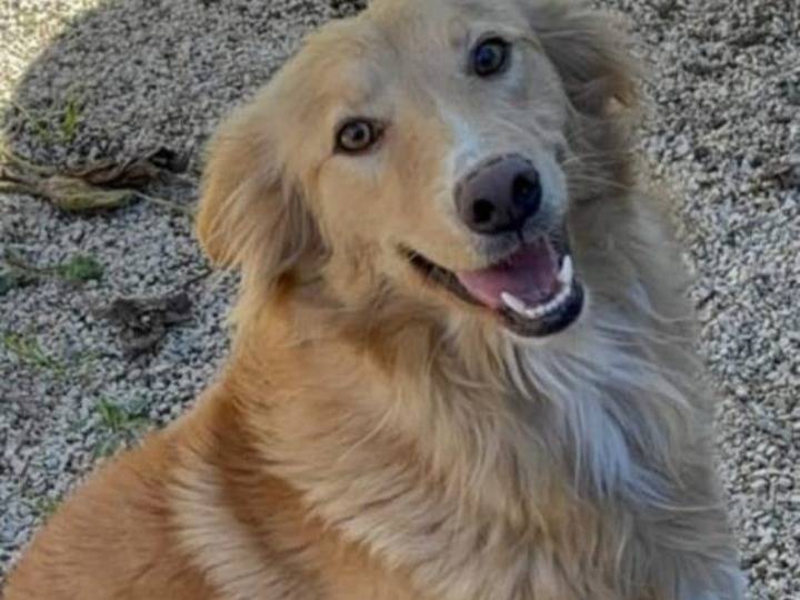 Vuoi adottare un cane a Caltanissetta?