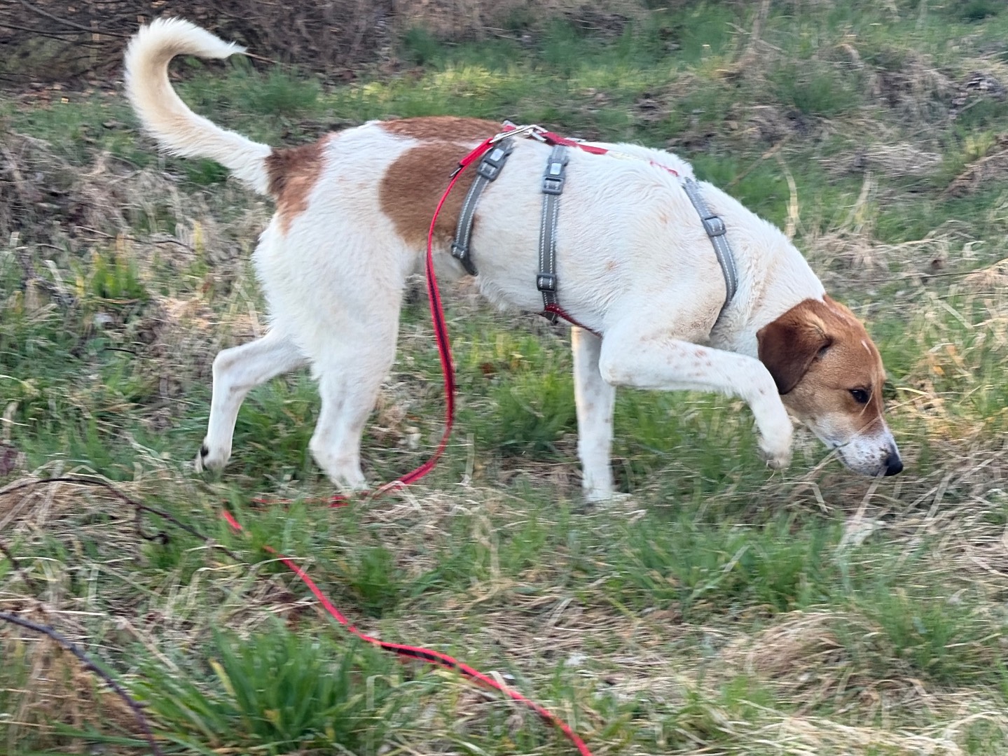 Adotta un cane, taglia media, femmina, Milano