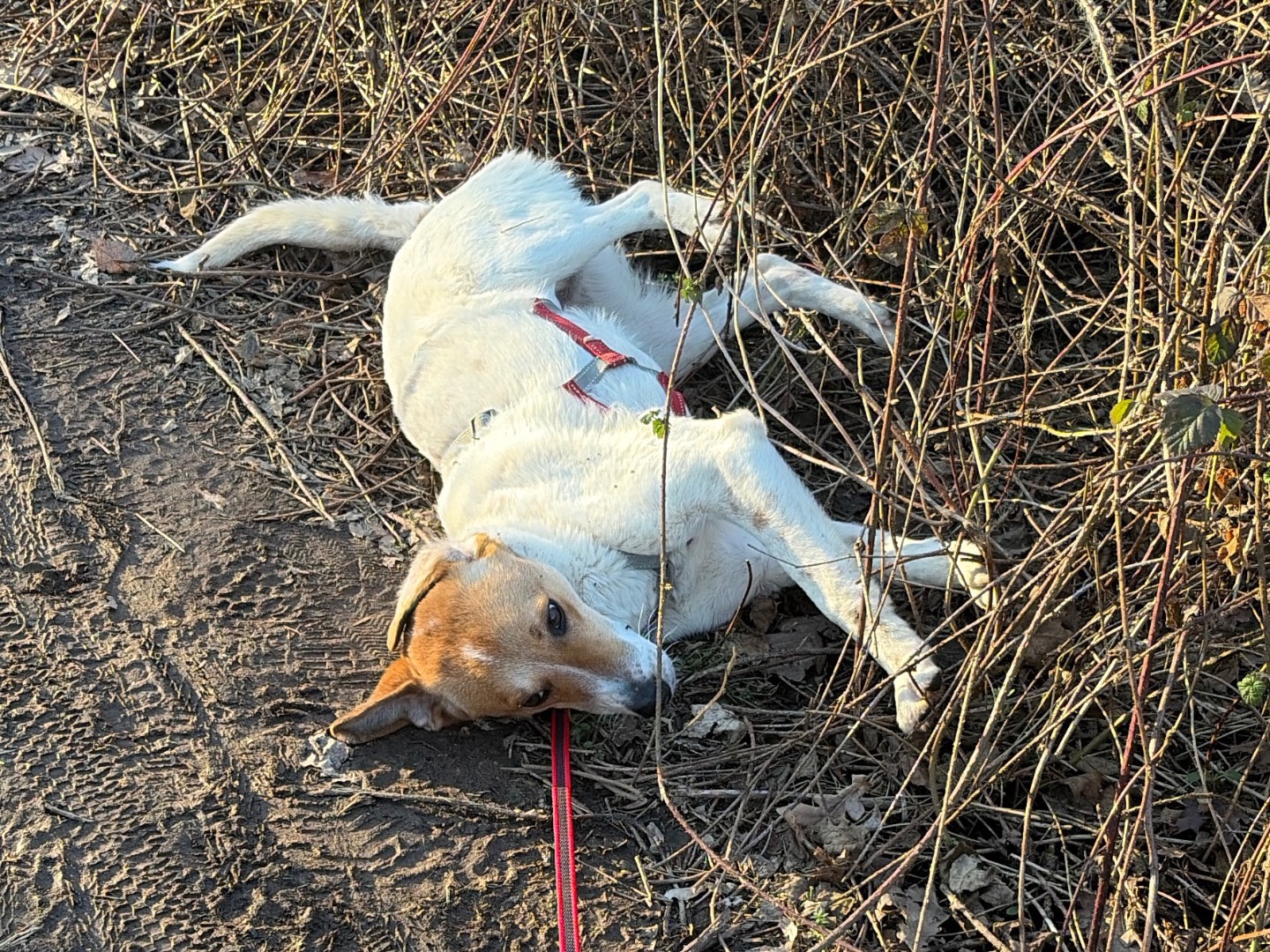Adotta il cane Lella a Milano