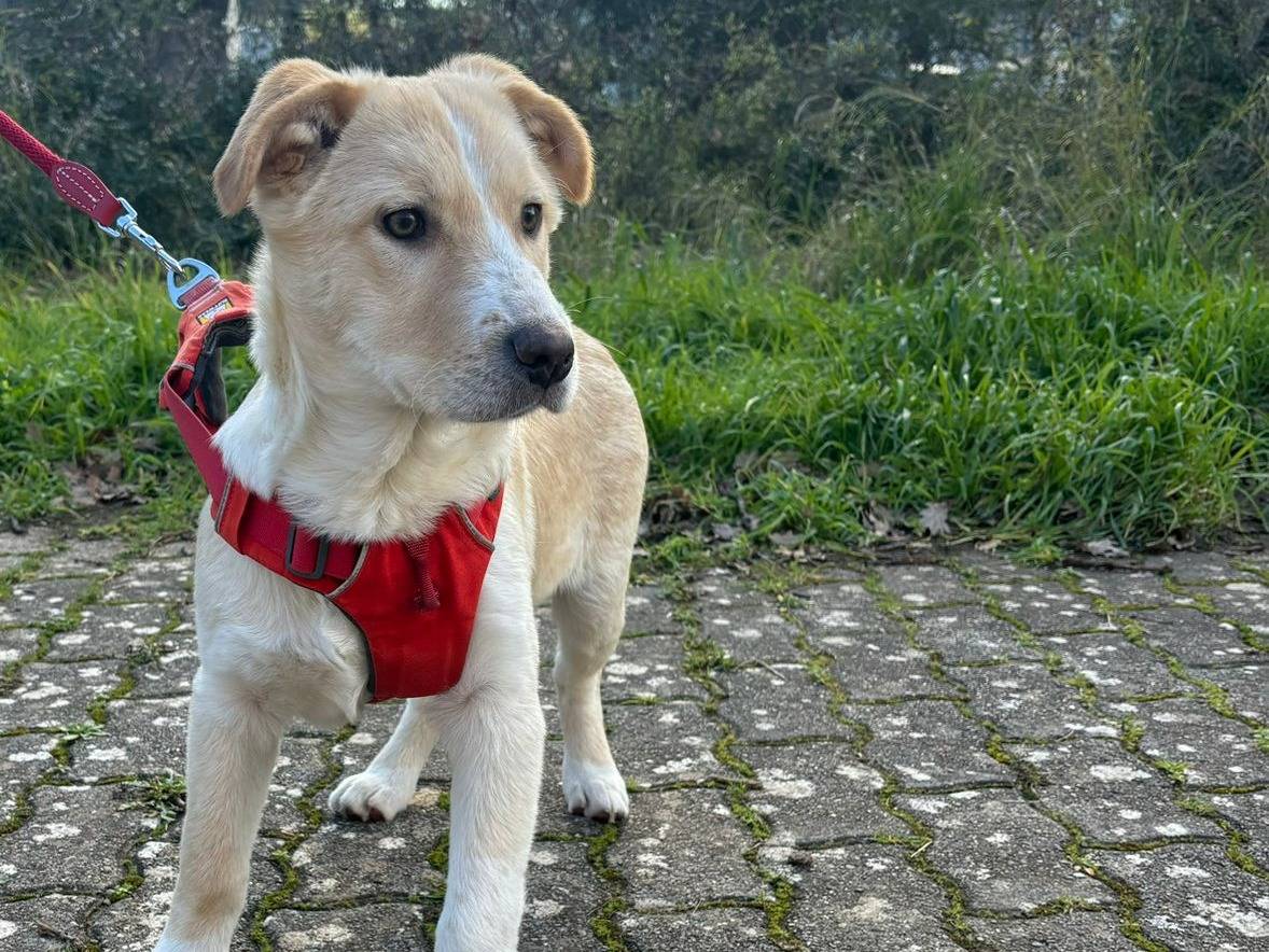 Adotta un cane, maschio, 3 mesi, Bari