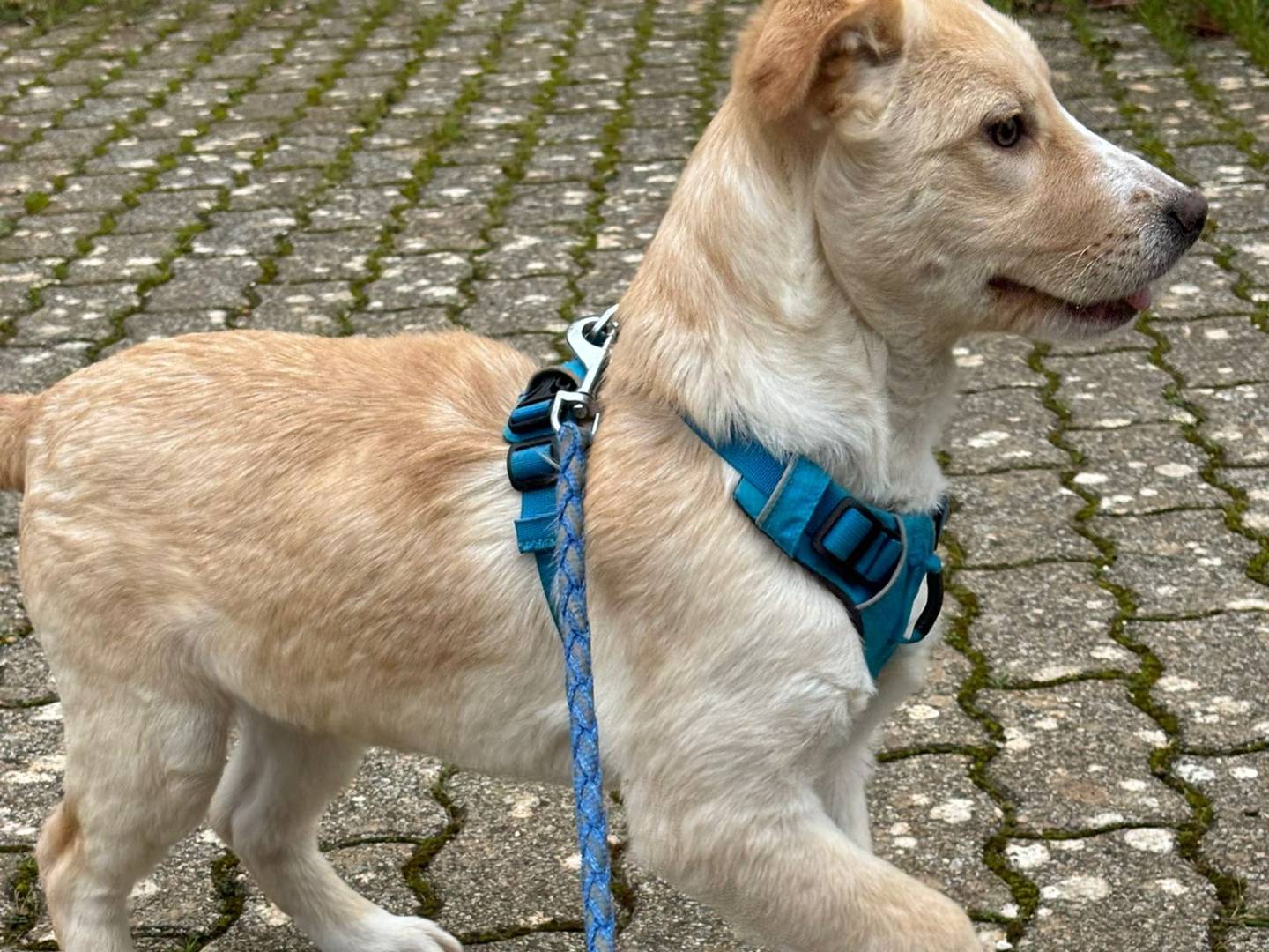 Vuoi adottare un cane a Bari?