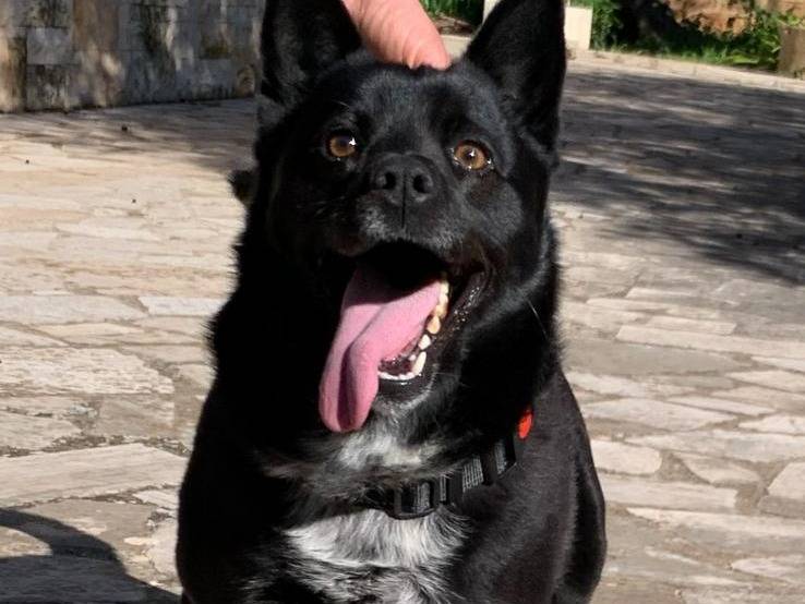 Adozione cane, maschio, Razza sconosciuta Razza sconosciuta, 3 anni e 8 mesi, taglia media contenuta, Bari