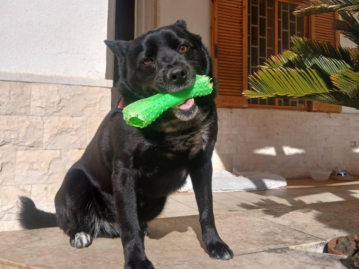 Adotta un cane, maschio, 3 anni e 8 mesi, Bari