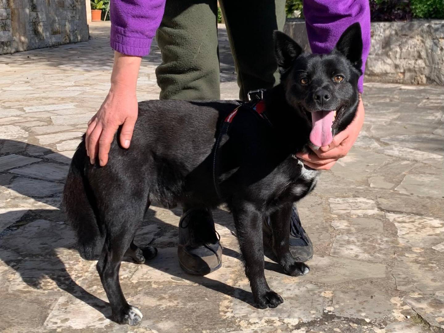 Vuoi adottare un cane a Bari?