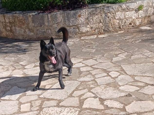 Adotta il cane Ricky a Bari