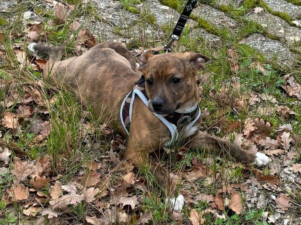 Adotta un cane, taglia media contenuta, femmina, Bari
