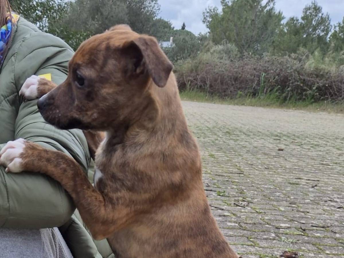 Adotta il cane Kora a Bari
