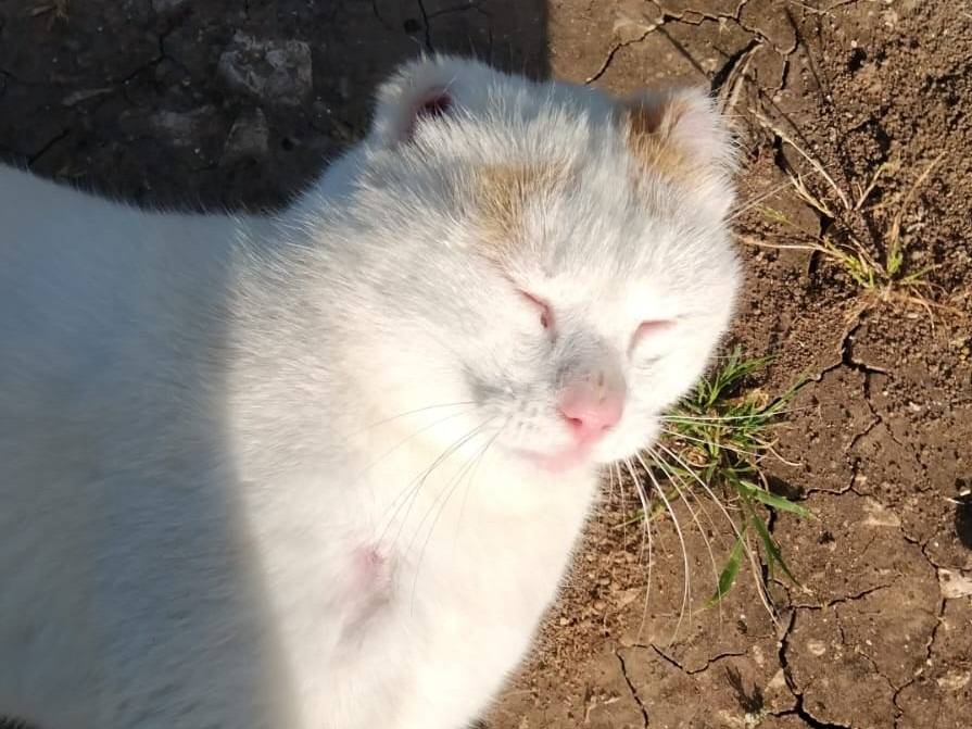 Adotta il gatto UBER a Barletta