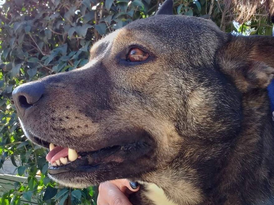 Adozione cane, maschio, Razza sconosciuta Razza sconosciuta, 8 anni e 1 mese, taglia grande, Pavia