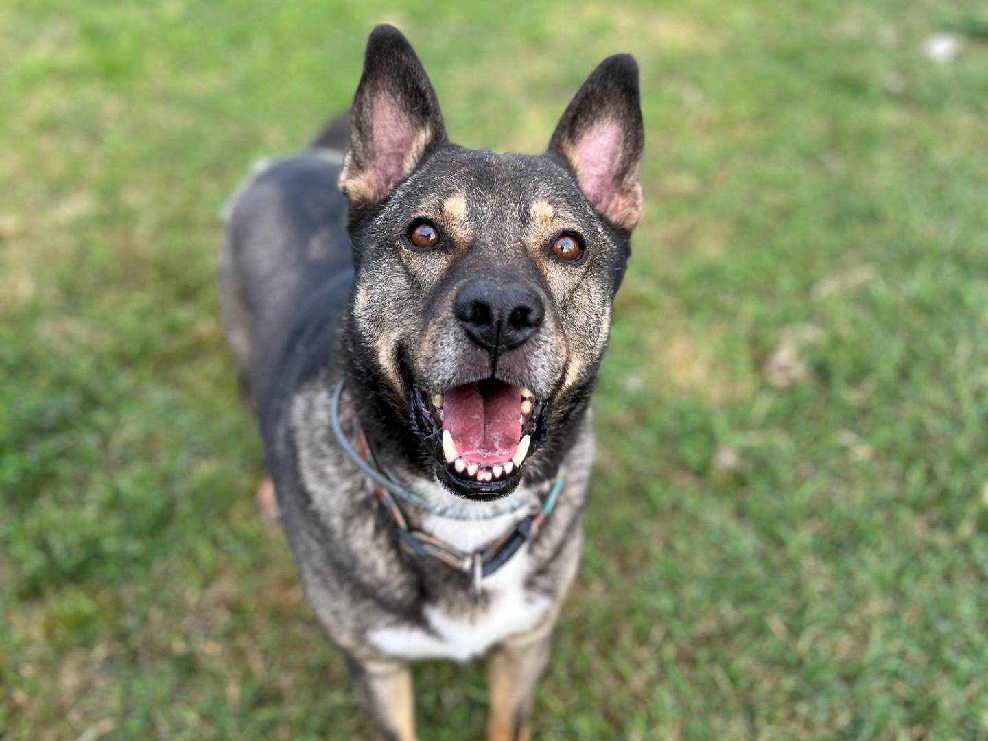 Adotta un cane, maschio, 8 anni e 1 mese, Pavia