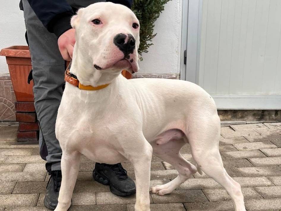 Adozione cane, maschio, Razza sconosciuta Razza sconosciuta, 10 mesi, taglia media, Milano