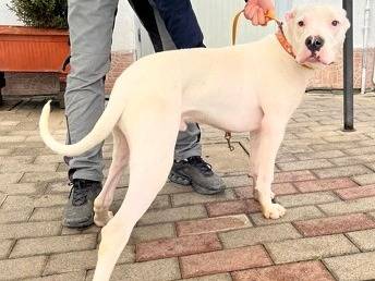Adotta un cane, maschio, 10 mesi, Milano