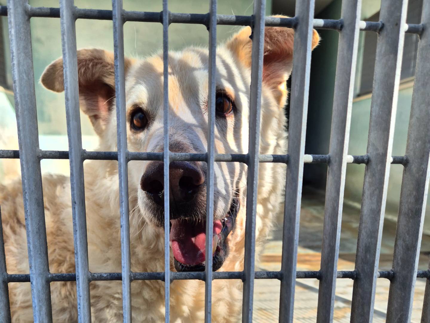 Vuoi adottare un cane a Barletta?