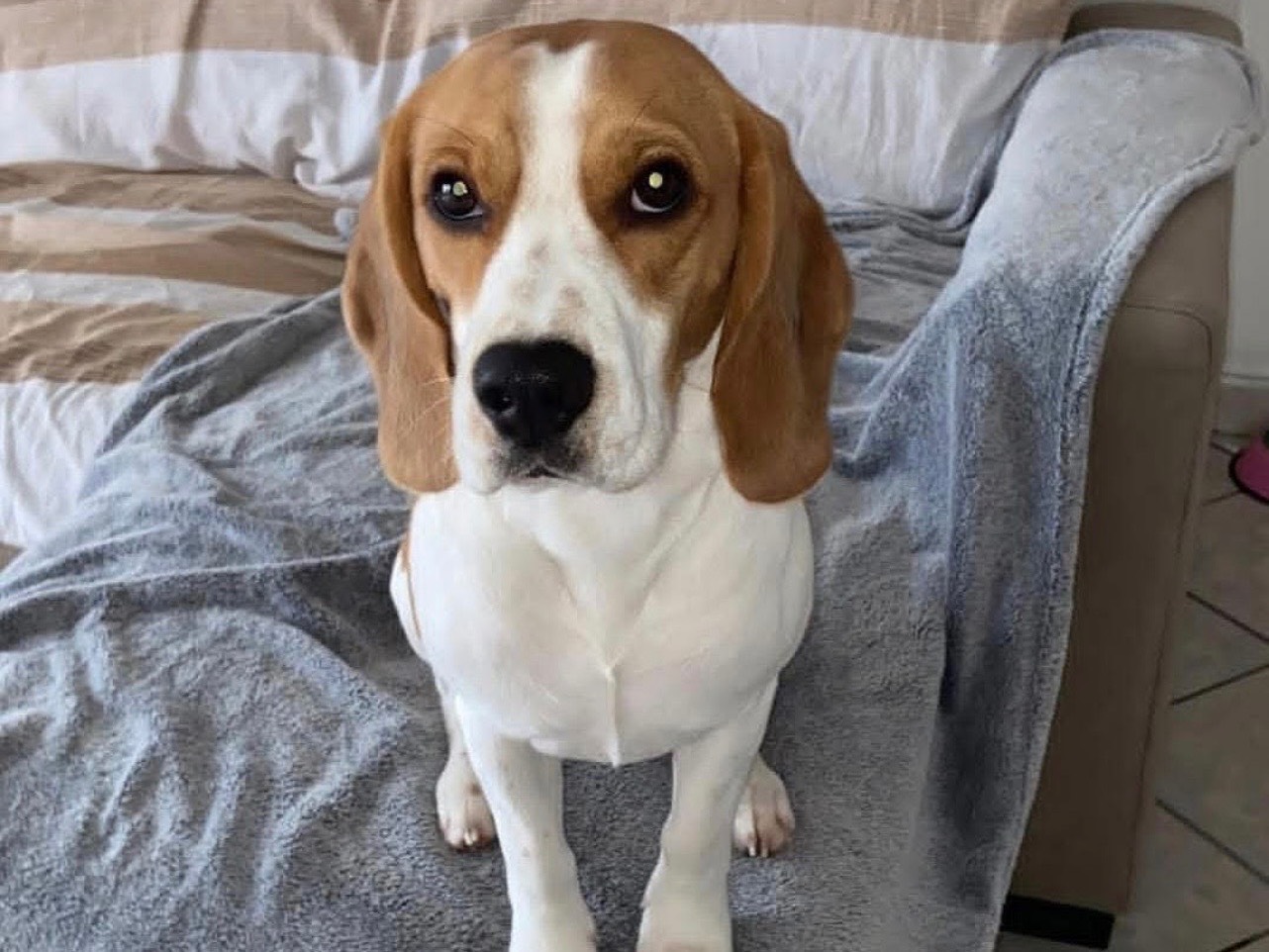 Adozione cane, maschio, Beagle  Razza sconosciuta, 4 anni, taglia media contenuta, Caserta