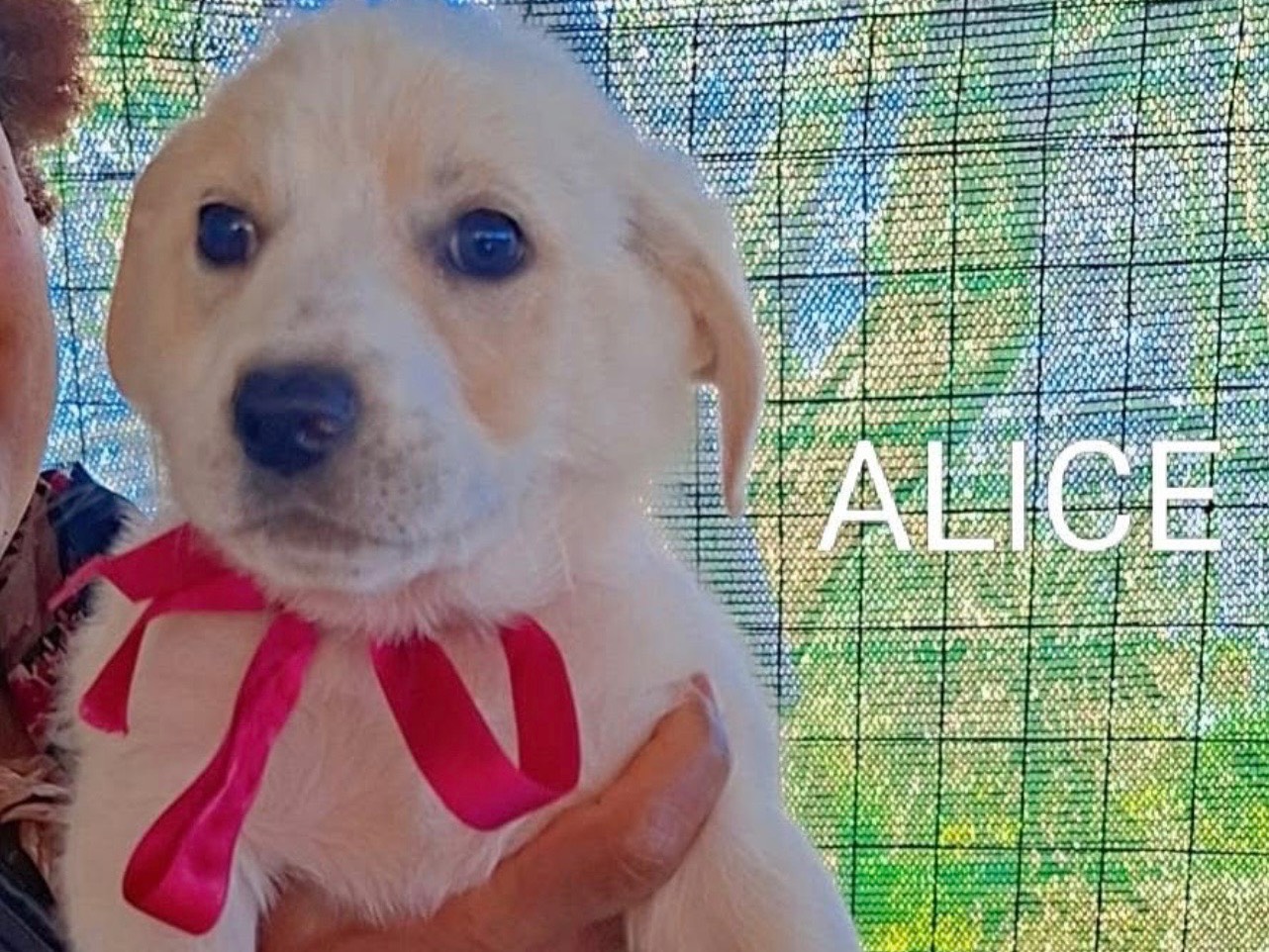 Adozione cane, femmina, Razza sconosciuta Razza sconosciuta, 3 mesi, taglia media, Cosenza