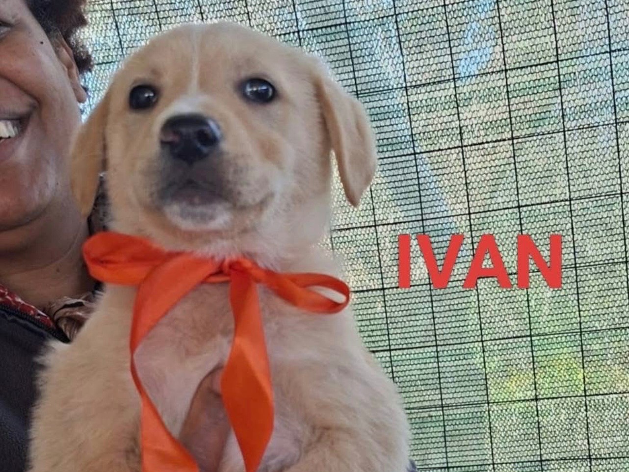 Adozione cane, maschio, Razza sconosciuta Razza sconosciuta, 3 mesi, taglia media, Cosenza