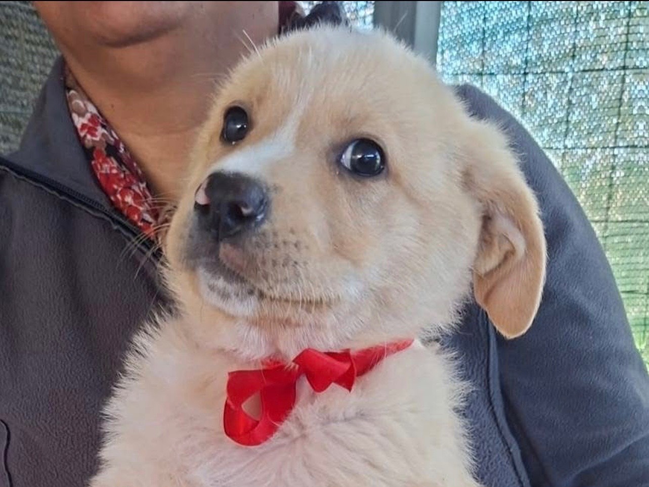 Adozione cane, maschio, Razza sconosciuta Razza sconosciuta, 3 mesi, taglia media, Cosenza