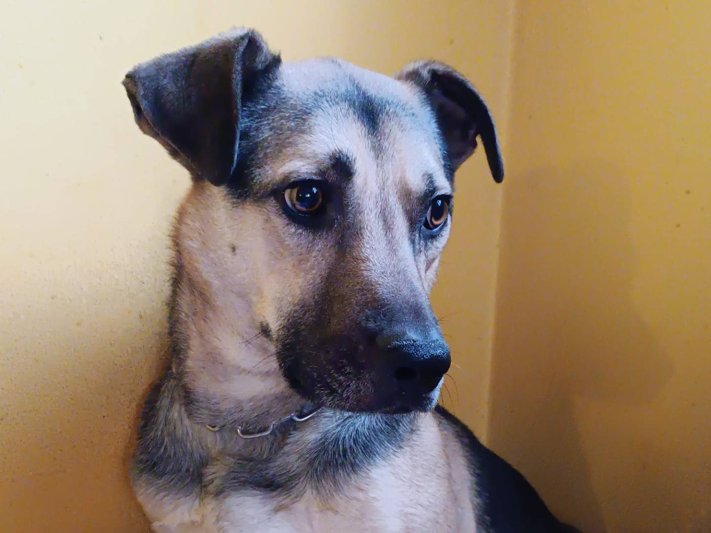 Adotta un cane, maschio, 6 anni e 8 mesi, Milano